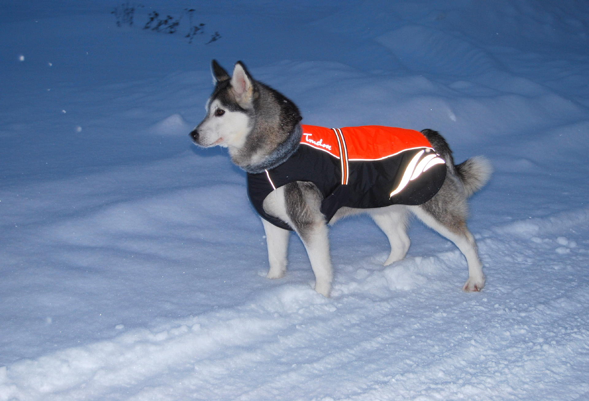 Chaqueta de plumas cálida y moderna para perros en invierno