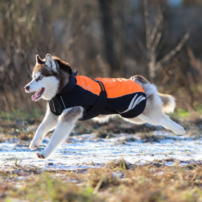 Chaqueta de plumas cálida y moderna para perros en invierno