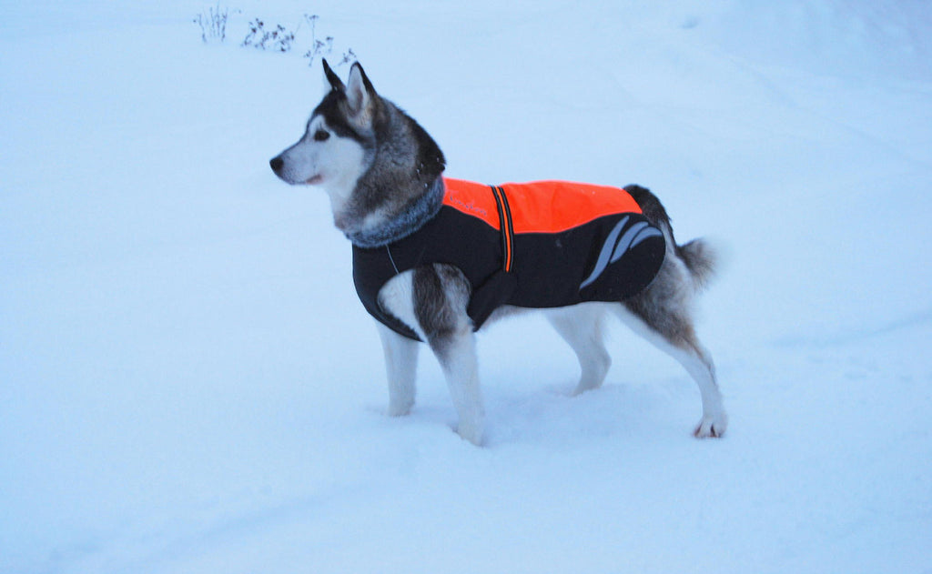 Chaqueta de plumas cálida y moderna para perros en invierno